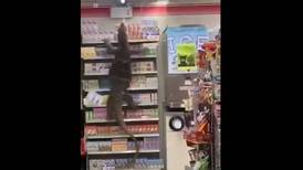 [VIDEO] Lagarto gigante causa terror al interior de supermercado de Tailandia