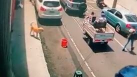 VIDEO | Dando el ejemplo: Perrito cruza la calle por paso de cebra y se hace viral en redes