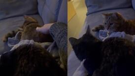 VIDEO | No era el culpable: Humano molesta a su gato pero este cree que fue su hermano y le pega
