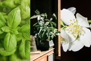 ¡Llama a la prosperidad!: Estas son las plantas que atraen abundancia a tu hogar