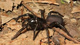 Capaz de perforar uñas humanas: Parque recibe la araña de embudo más grande de su historia