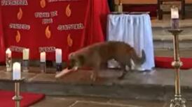VIDEO | ¿Todos los perros van al cielo? Cachorro entró a iglesia y robó el pan al cura en plena misa