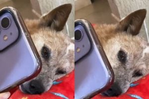 VIDEO | El triste adiós de un hombre y su perrito: Se despidió por videollamada