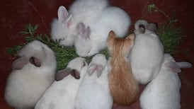 VIDEO | ¿Comerá otras verduras? Gatito fue criado por una familia de conejos y les roba su lechuga