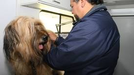 Revisa dónde están los Centros de Atención Veterinaria para mascotas afectadas por incendios