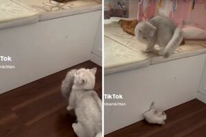 VIDEO| Gatita tira a su bebé por accidente y se vuelve viral