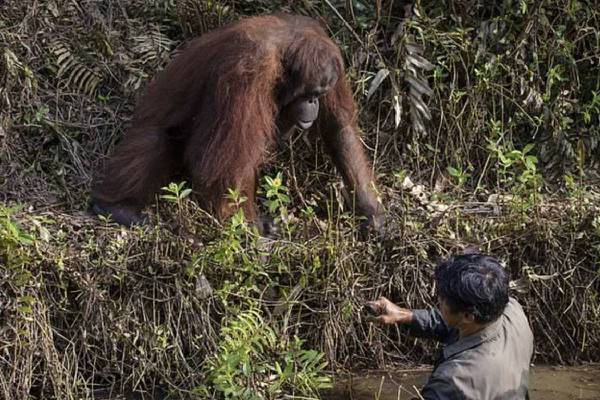 VIRAL | Orangután ayuda a un hombre atrapado en un río y las fotos se vuelven virales