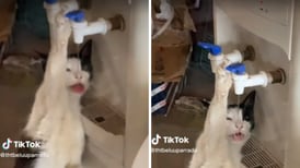VIDEO| Gatito se hace viral por tomar agua directamente del dispensador