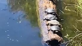VIDEO | Todo fue culpa de Gary: Tortugas se vuelven virales por caer de un tronco al perder el equilibrio