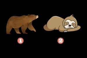 Test de Personalidad: ¿Qué revela de ti el oso que más te gusta?