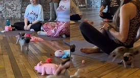 VIDEO | Una clase de yoga con perritos es viral en TikTok