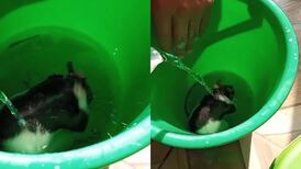 VIDEO | Una ducha bastante particular: Ratoncito se da el baño de su vida y se vuelve viral