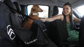 ¿Sabías que puedes probar un auto con tu mascota a bordo?