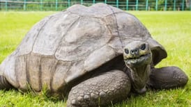 Nació tras la muerte de Napoleón: Él es Jonathan, la tortuga más vieja de la historia que cumplió 190 años