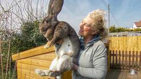Se busca a Darius, el conejo más grande del mundo: dueños ofrecen millonaria recompensa
