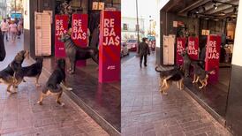 VIDEO | Parecía real: Perros se hacen viral por "pelear" con can de plástico en una tienda