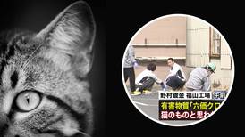 VIDEO | Gato radioactivo enciende las alarmas en Japón: Cayó a un tanque con químicos y ahora está suelto en la ciudad