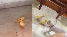 VIDEO | "¿Los puedo acariciar?": Patos bebé conocen a perrita por primera vez y la siguen pensando que es su madre
