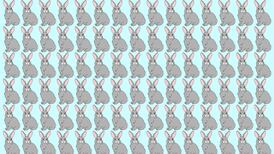 Inténtalo en menos de 10 segundos: Encuentra a los 2 conejos diferentes en este test visual