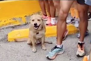 VIDEO | “Chicles”, el perrito que corrió una maratón y casi gana