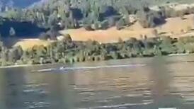 VIDEO | ¿Qué será?: Captan extraña criatura que emerge desde el Lago Ranco