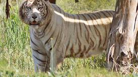Parque Safari de Rancagua entregó nuevos antecedes por muerte de trabajadora por un tigre