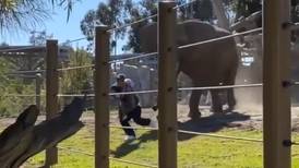 [VIDEO] "Papá del año" puso en riesgo la vida de su hija: entró a zona de elefantes por una foto