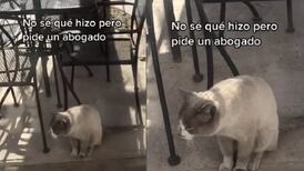 VIDEO | Pide un abogato: Gato se vuelve viral en redes sociales por emitir particular maullido