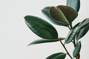 Guardianes verdes del hogar: 5 plantas de interior que purifican el aire