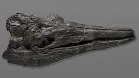 Monstruo marino prehistórico: descubrieron el cráneo del que sería el primer animal gigante de la Tierra