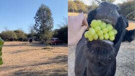 VIDEO | Estuvo a punto de volar: Vaca corre a toda velocidad para llegar a comer sus uvas