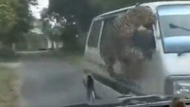 VIDEO | Leopardo causa estragos y deja al menos 15 personas heridas tras atacarlas en la India