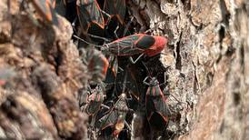 VIDEO | Llegó el chinche del arce: Insecto invade casas, árboles y calles de Santiago