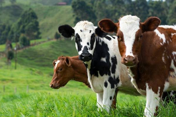 Alerta en Estados Unidos tras detectar vacas lecheras con gripe aviar