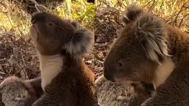 VIDEO | Triste escena: Koala llora la muerte de su compañera