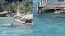 VIDEO | Perrito enfrenta a tiburón martillo y resulta ileso