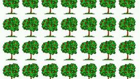 Acertijo Visual: ¿Puedes encontrar el árbol diferente en la imagen en menos de 10 segundos?
