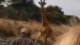 VIDEO | Jirafa enojada ataca a turistas en safari de Kenia