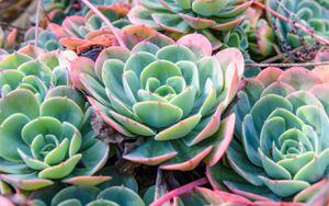 3 suculentas coloridas que adoran el sol: perfectas para tu jardín exterior