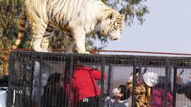 Tragedia en Parque Safari de Rancagua: fallece trabajadora por mortal ataque de tigre