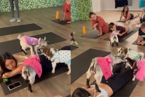 VIDEO | ¿Conoces el Goga? Es Yoga con cabras bebés