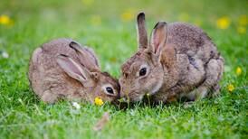 Elige un conejo y descubre cuáles son tus más grandes virtudes con este test de personalidad