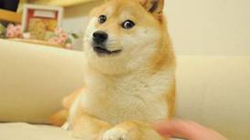 Famosa perrita del meme "Doge" se encuentra en delicado estado de salud por su leucemia