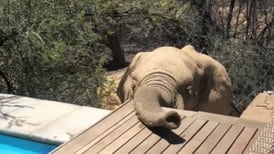 VIDEO| Elefantes salvajes: La inesperada visita que recibió pareja mientras se bañaba en un hotel