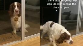 VIDEO | ¿Cuántas veces habrá chocado?: Perro se niega a cruzar ventanal creyendo que está cerrado