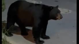 [Video Viral] ¡Sorprendente! Pequeño perro ahuyentó a un oso en las calles de México