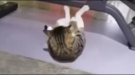 VIDEO | ¡...98, 99, 100! Gatito se hace viral por mostrar su rutina de abdominales en un gimnasio