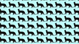 Test Visual: ¿Puedes encontrar el gato diferente en la imagen en solo 8 segundos?