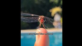 VIDEO | Michael, la libélula entrenada: ¡Hace caso cuando la llaman!