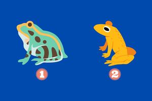 Test: ¿Qué dice de ti el animal que te da más incomodidad?
